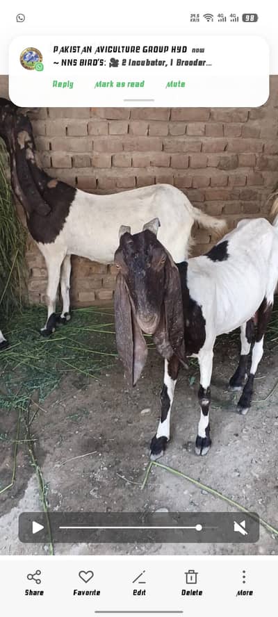 patarie Bakri