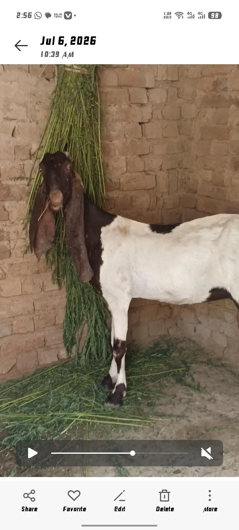 patarie Bakri — photo 3