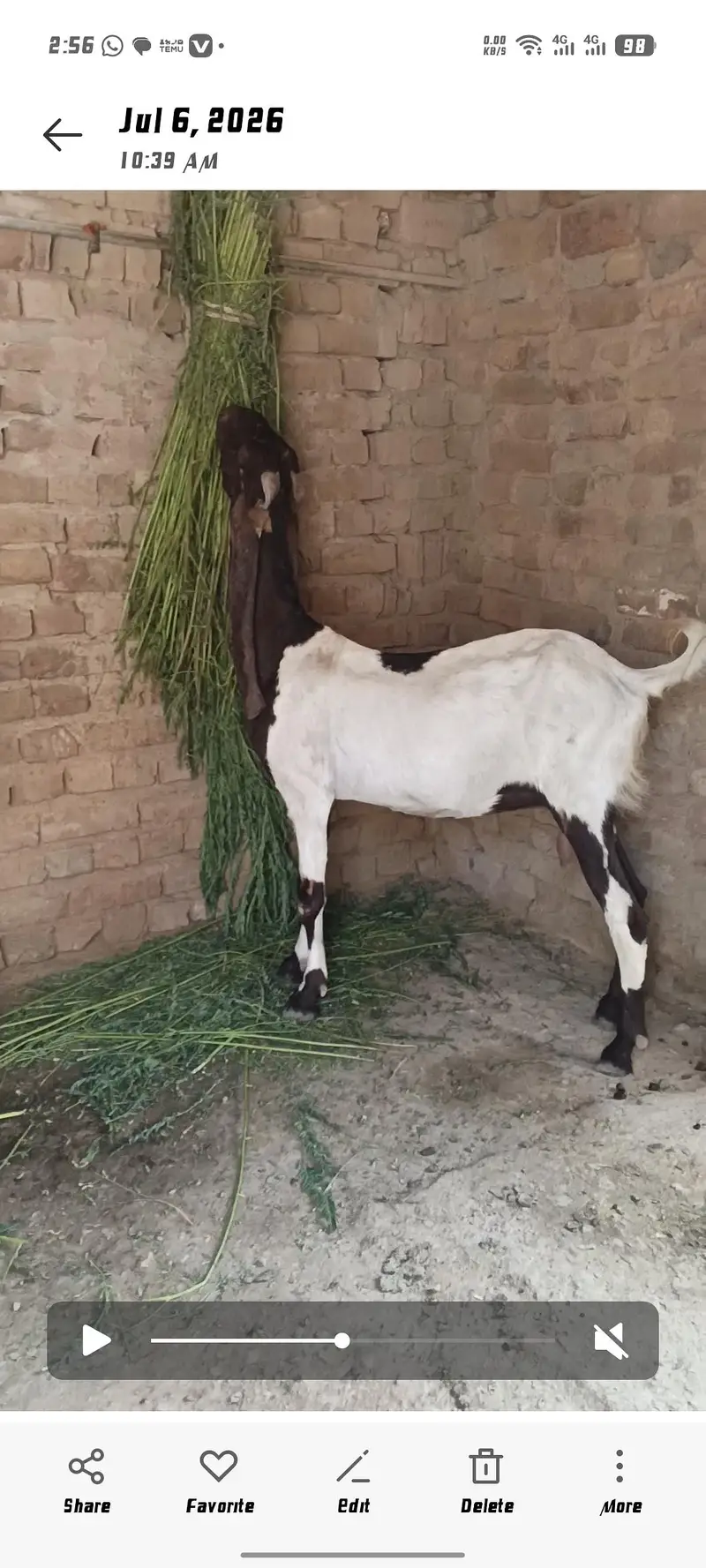 patarie Bakri — photo 4