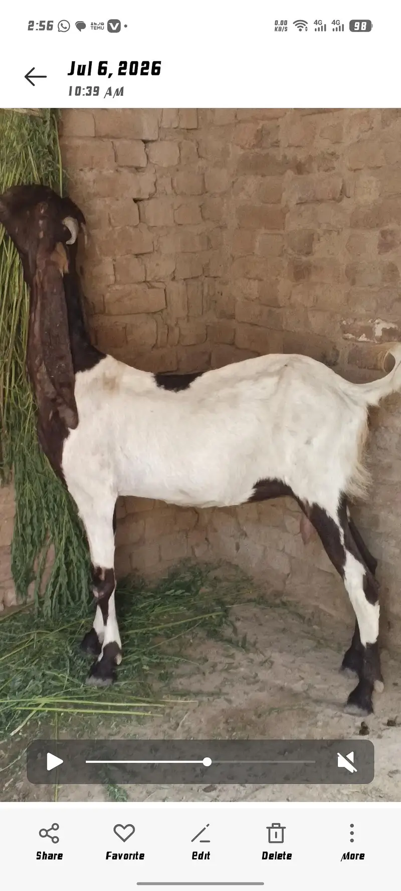 patarie Bakri — photo 5