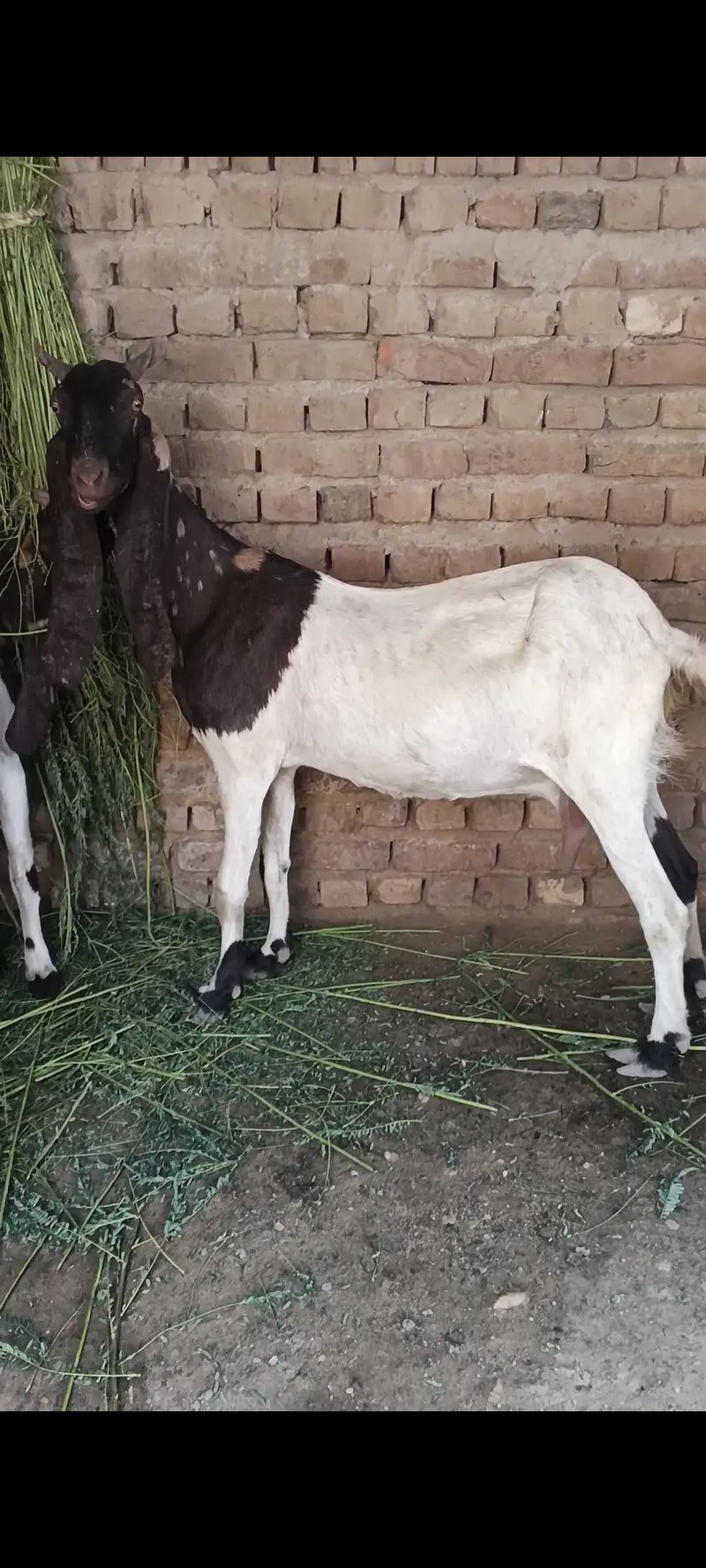 patarie Bakri — photo 6