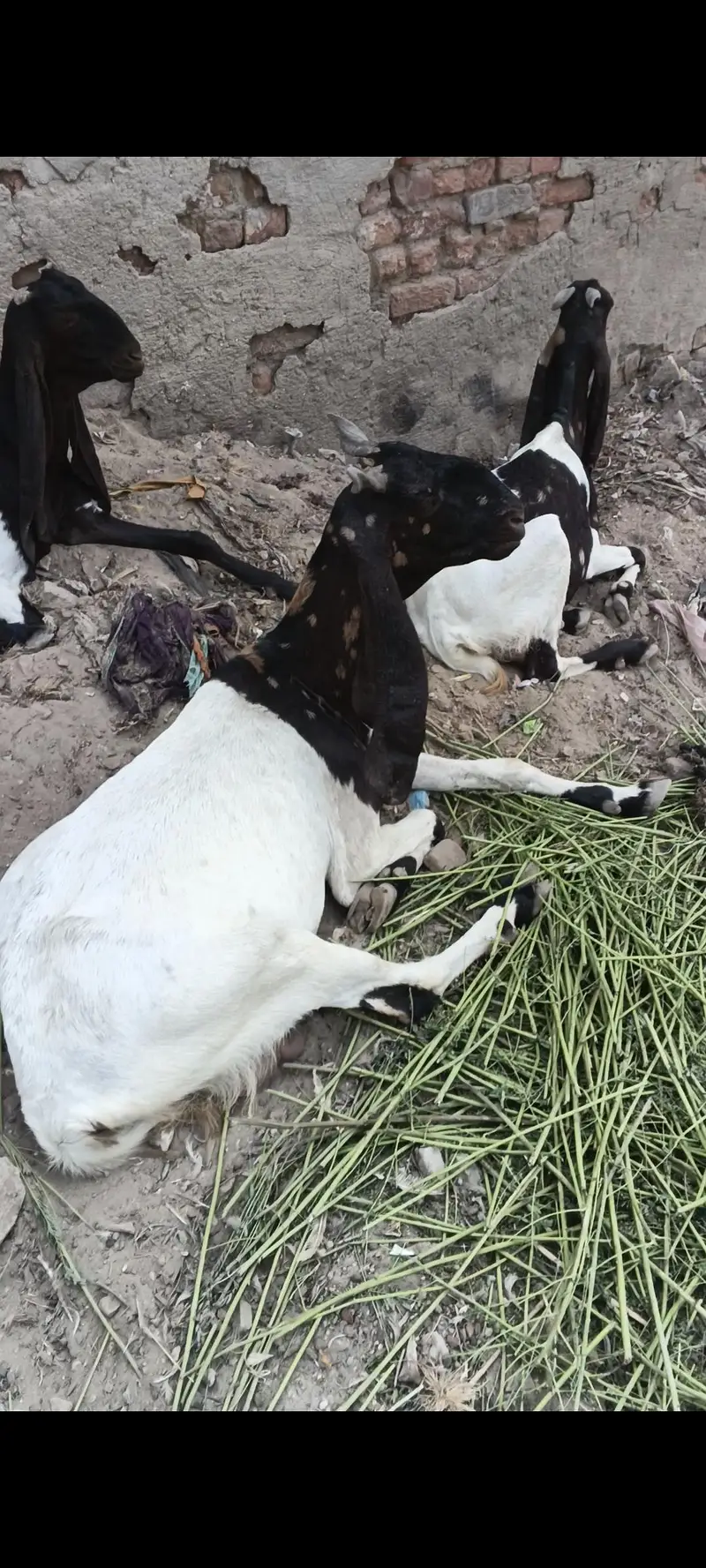 patarie Bakri — photo 7