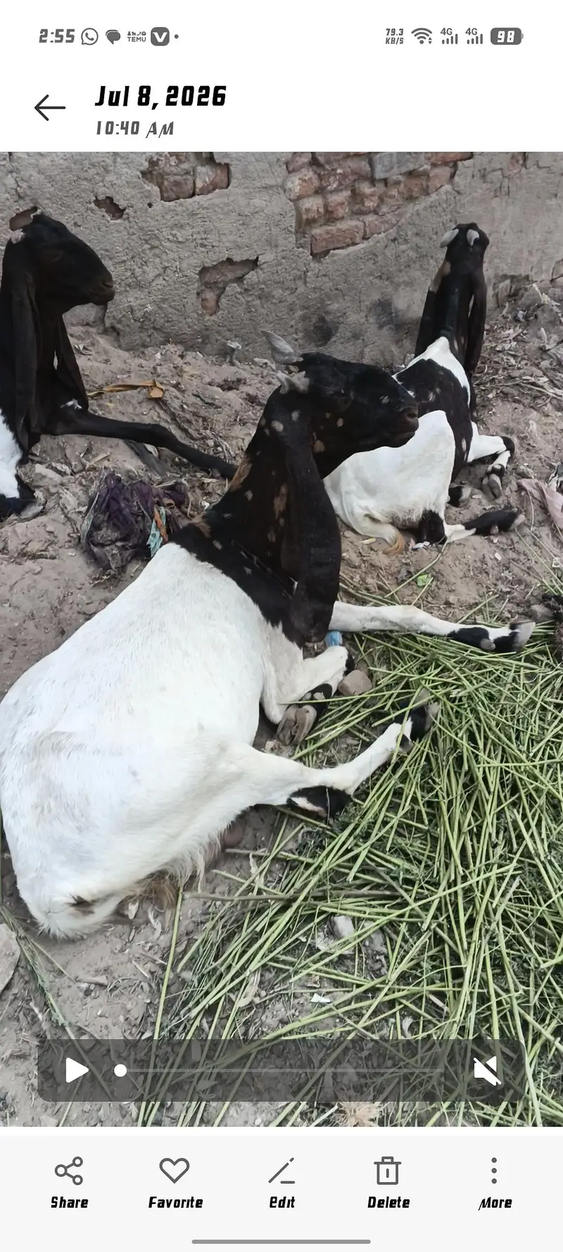 patarie Bakri — photo 9