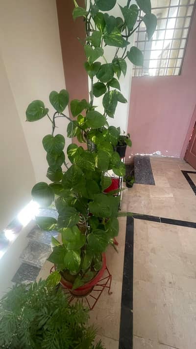 Money plant