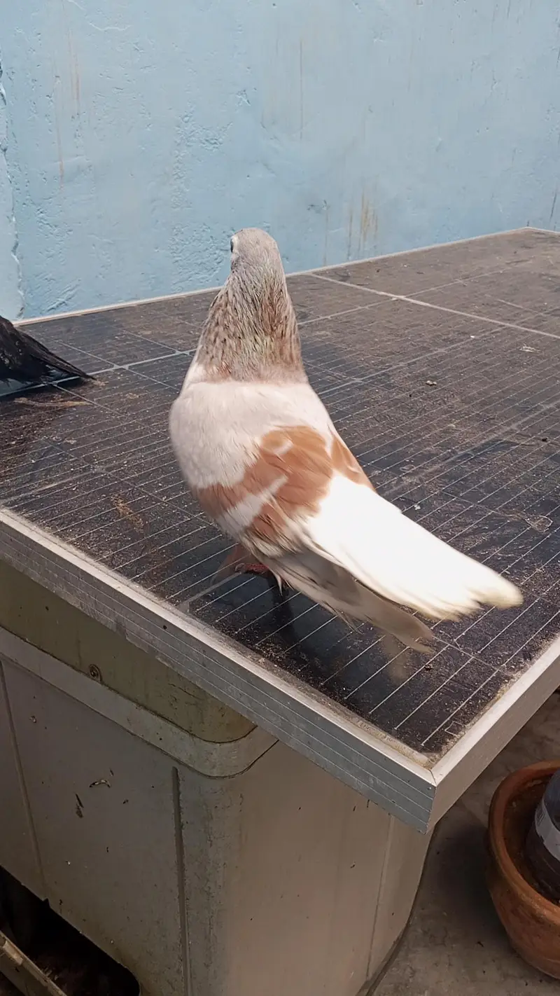 lalban sherazi male — photo 2
