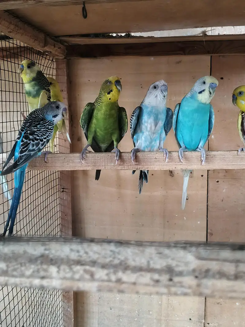 Australian parrots breeder pair king size home breed setup wind-up Kar — photo 6