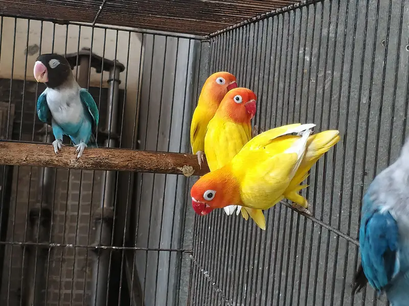 Australian parrots breeder pair king size home breed setup wind-up Kar — photo 8