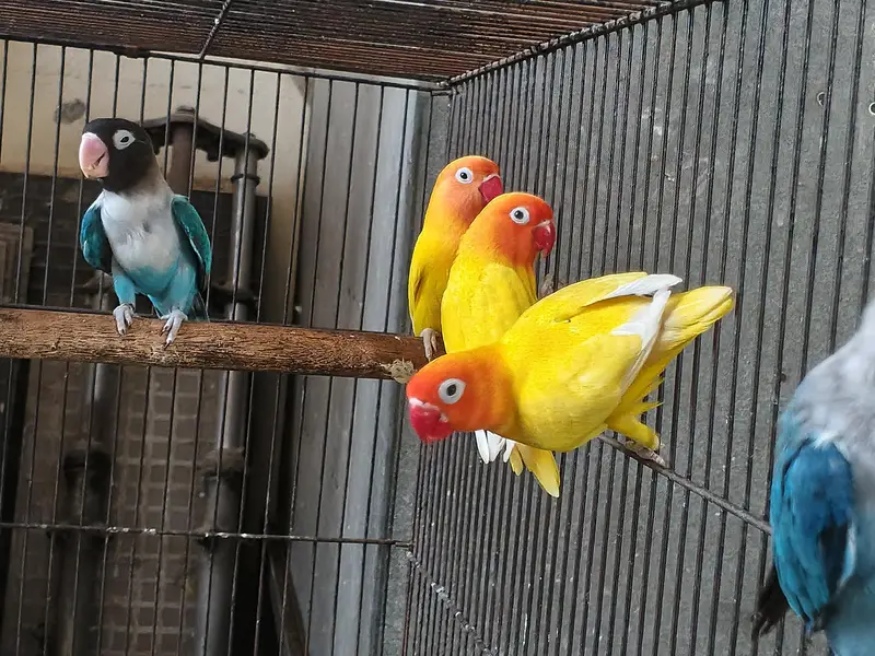 Australian parrots breeder pair king size home breed setup wind-up Kar — photo 9