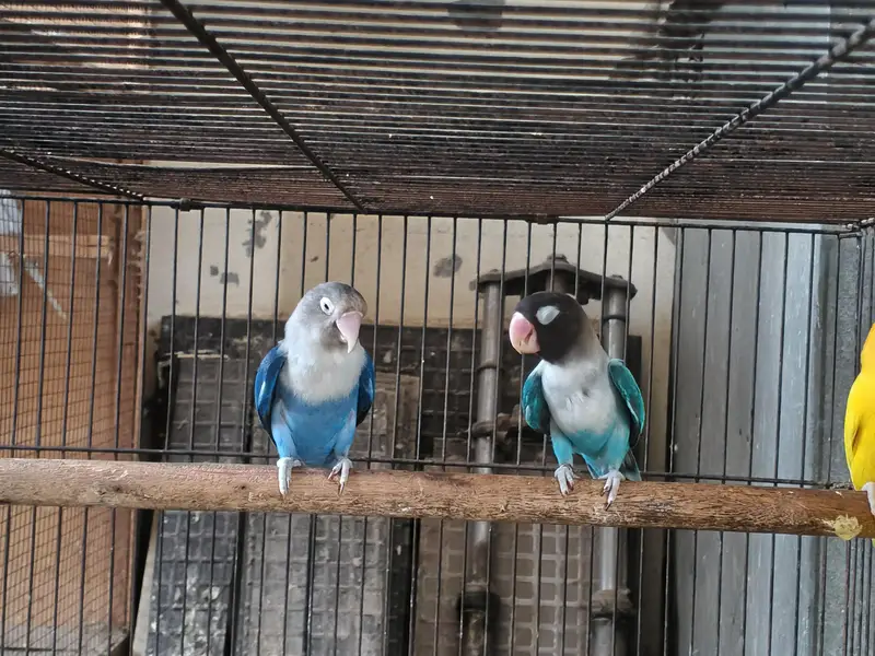 Australian parrots breeder pair king size home breed setup wind-up Kar — photo 10