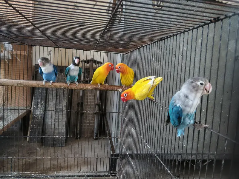 Australian parrots breeder pair king size home breed setup wind-up Kar — photo 11