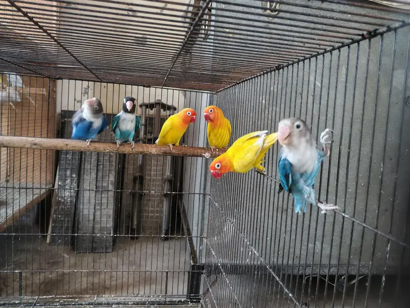 Australian parrots breeder pair king size home breed setup wind-up Kar — photo 12