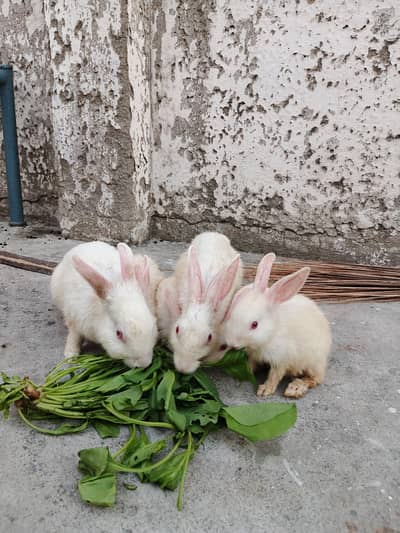 Red eyes Rabbits