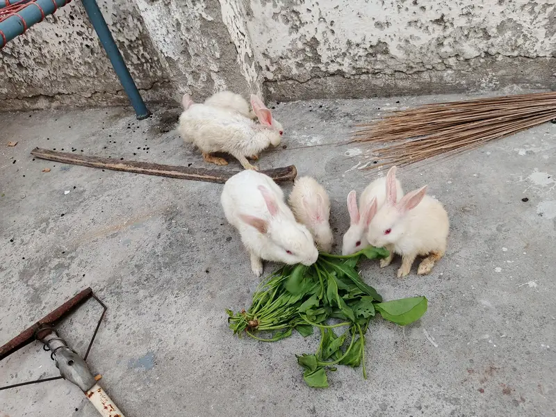 Red eyes Rabbits — photo 2