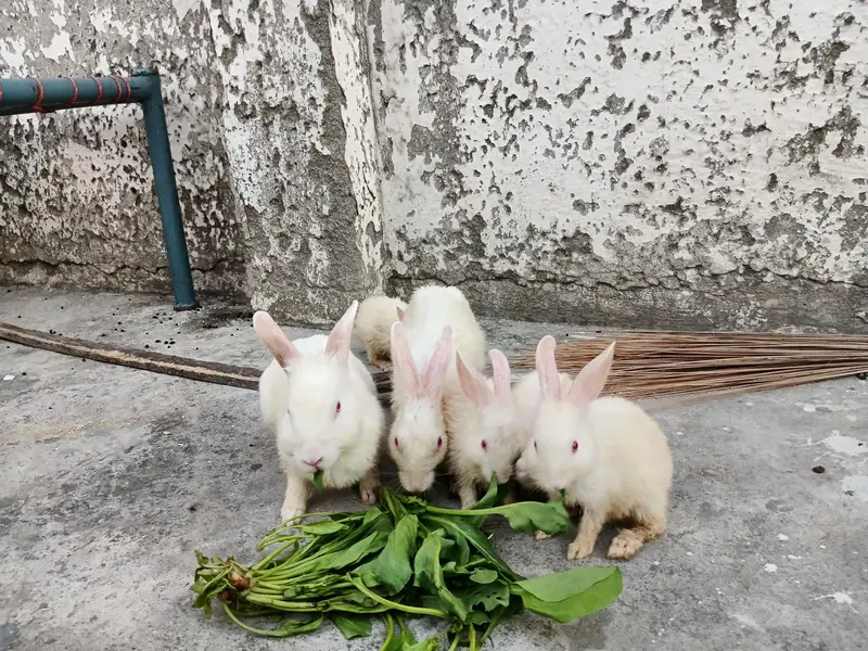 Red eyes Rabbits — photo 3