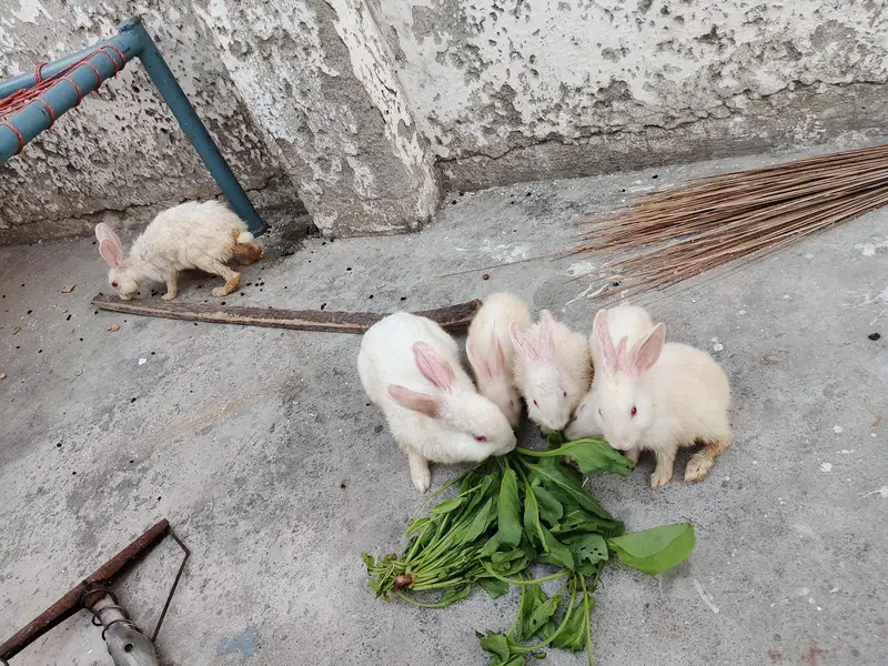 Red eyes Rabbits — photo 4