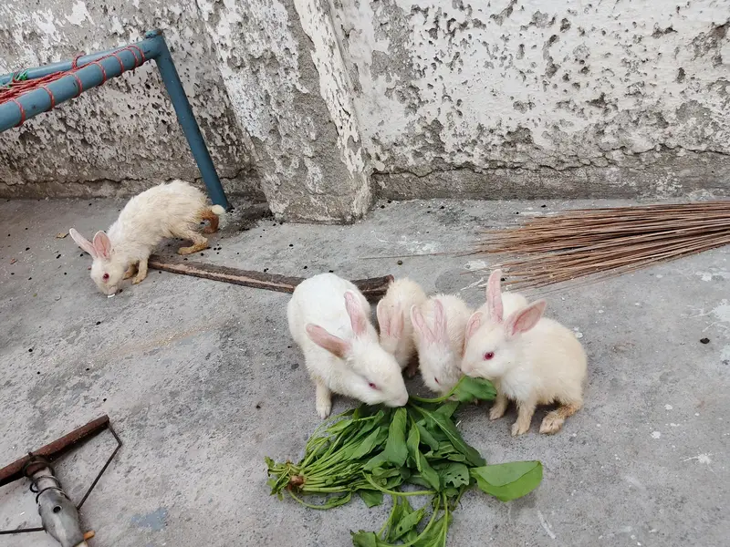 Red eyes Rabbits — photo 5