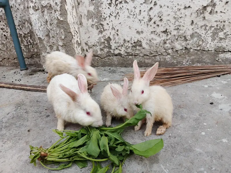 Red eyes Rabbits — photo 6