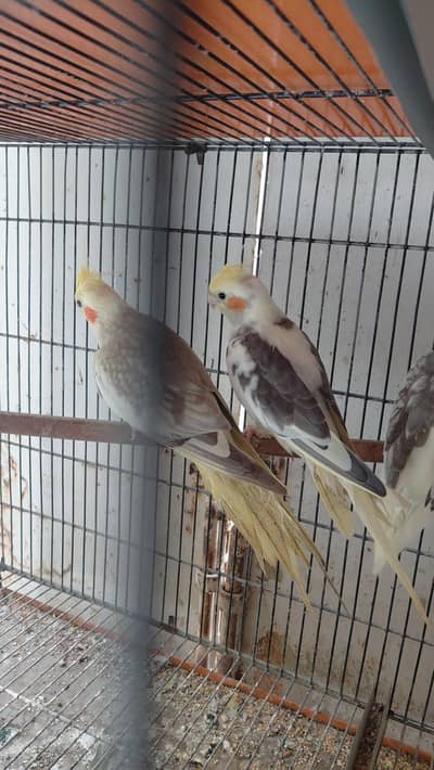 cocatails pairs, lovebirds,ringneck pair,inovpied ,cream vpied