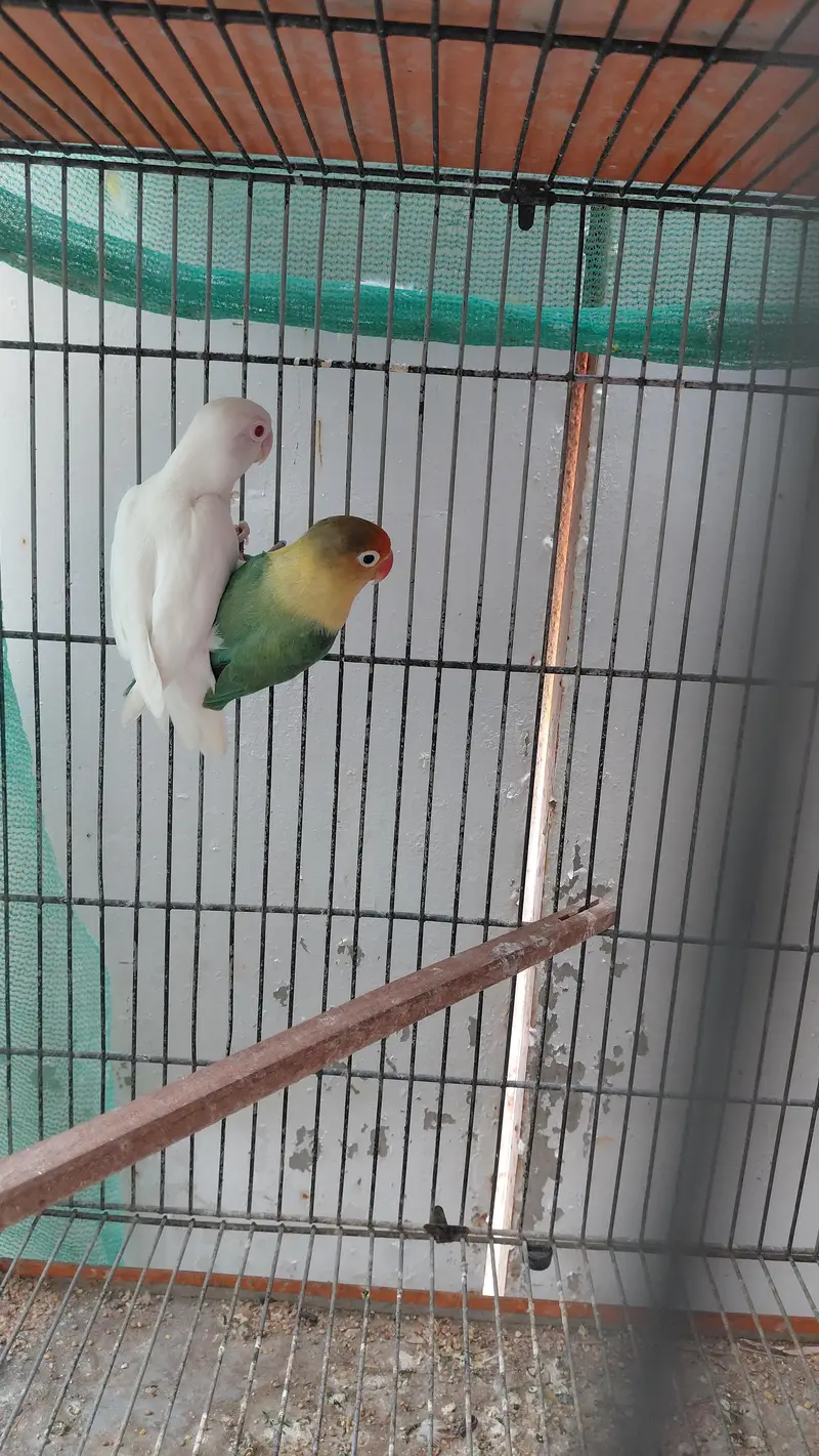 cocatails pairs, lovebirds,ringneck pair,inovpied ,cream vpied — photo 2