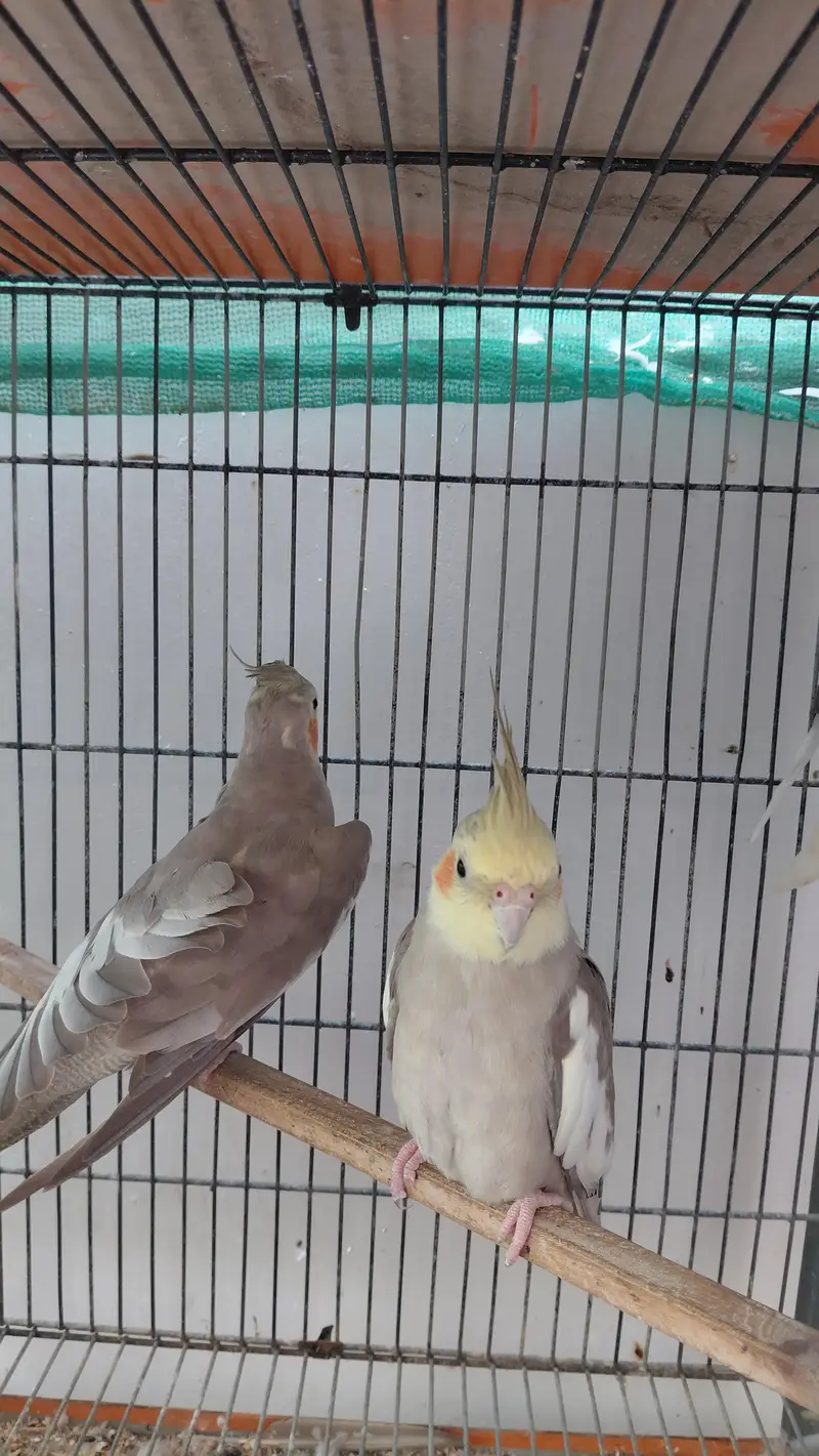 cocatails pairs, lovebirds,ringneck pair,inovpied ,cream vpied — photo 3