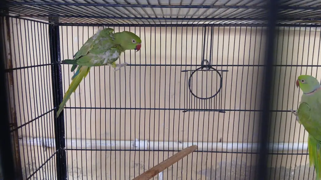 cocatails pairs, lovebirds,ringneck pair,inovpied ,cream vpied — photo 4