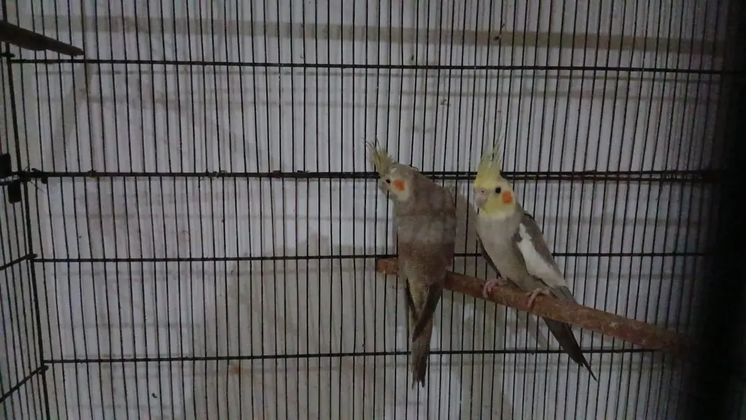 cocatails pairs, lovebirds,ringneck pair,inovpied ,cream vpied — photo 5