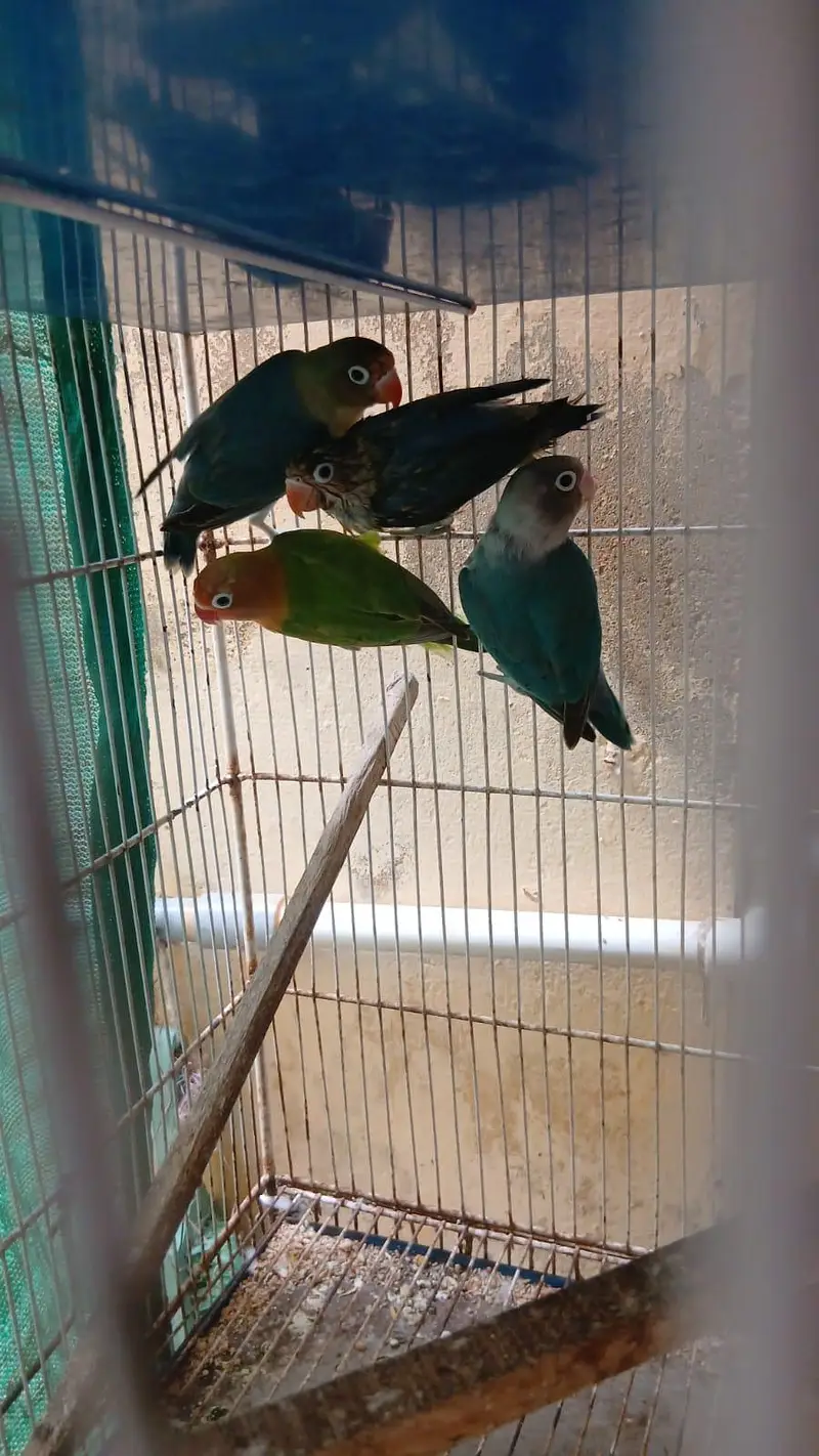cocatails pairs, lovebirds,ringneck pair,inovpied ,cream vpied — photo 6
