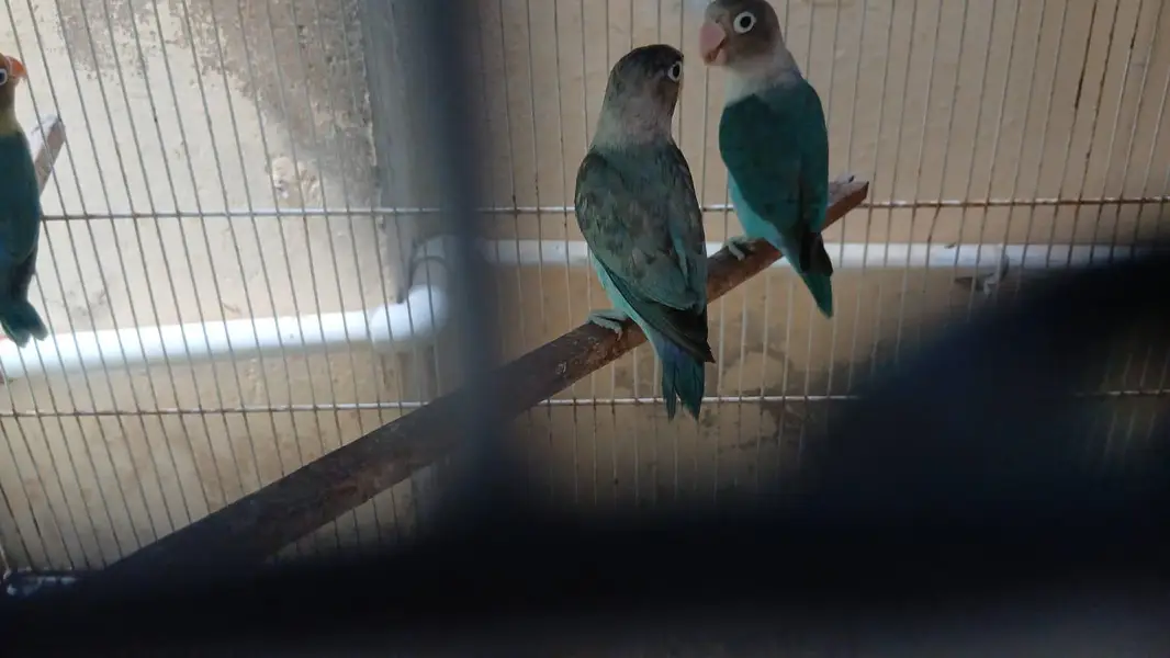 cocatails pairs, lovebirds,ringneck pair,inovpied ,cream vpied — photo 7