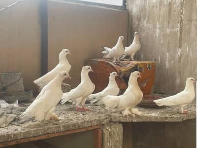 laka kabutar or red eye khargosh