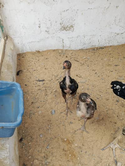 male female pair