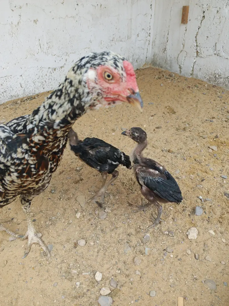 male female pair — photo 2