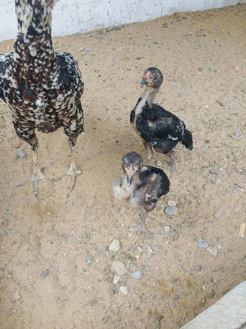 male female pair — photo 5