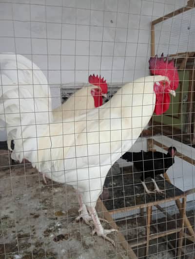 White Desi Murga Murgi for Sale