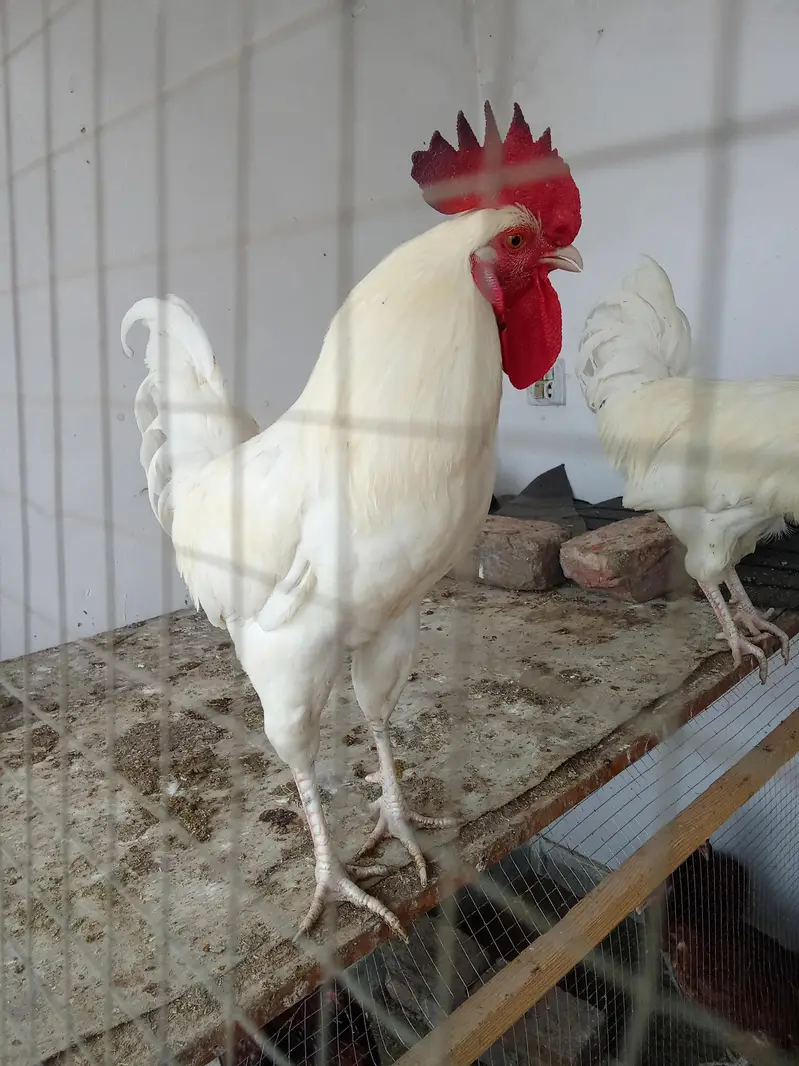 White Desi Murga Murgi for Sale — photo 2