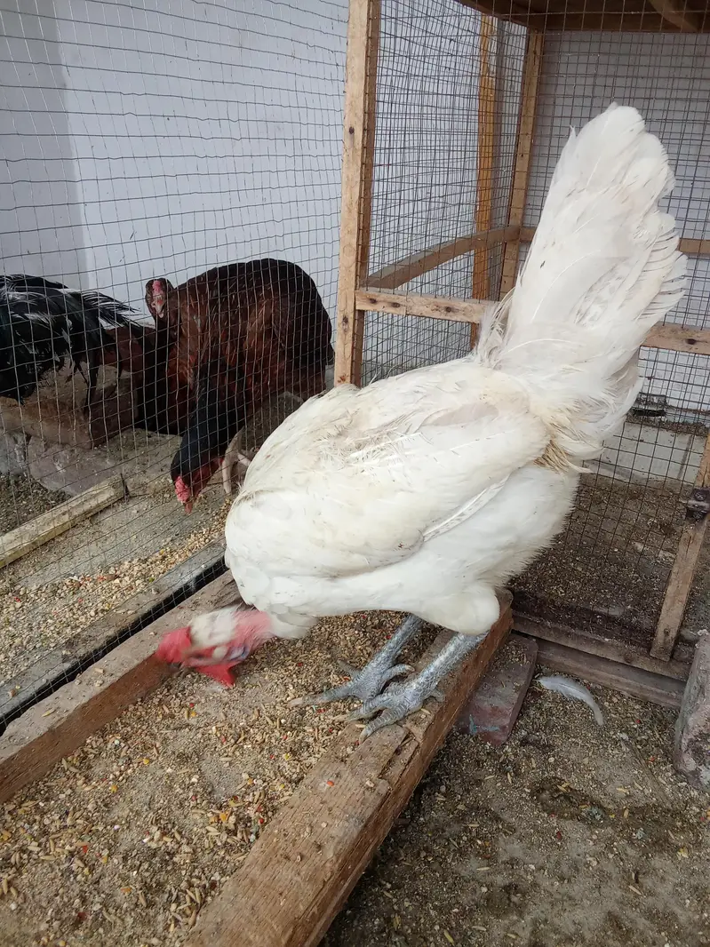 White Desi Murga Murgi for Sale — photo 3