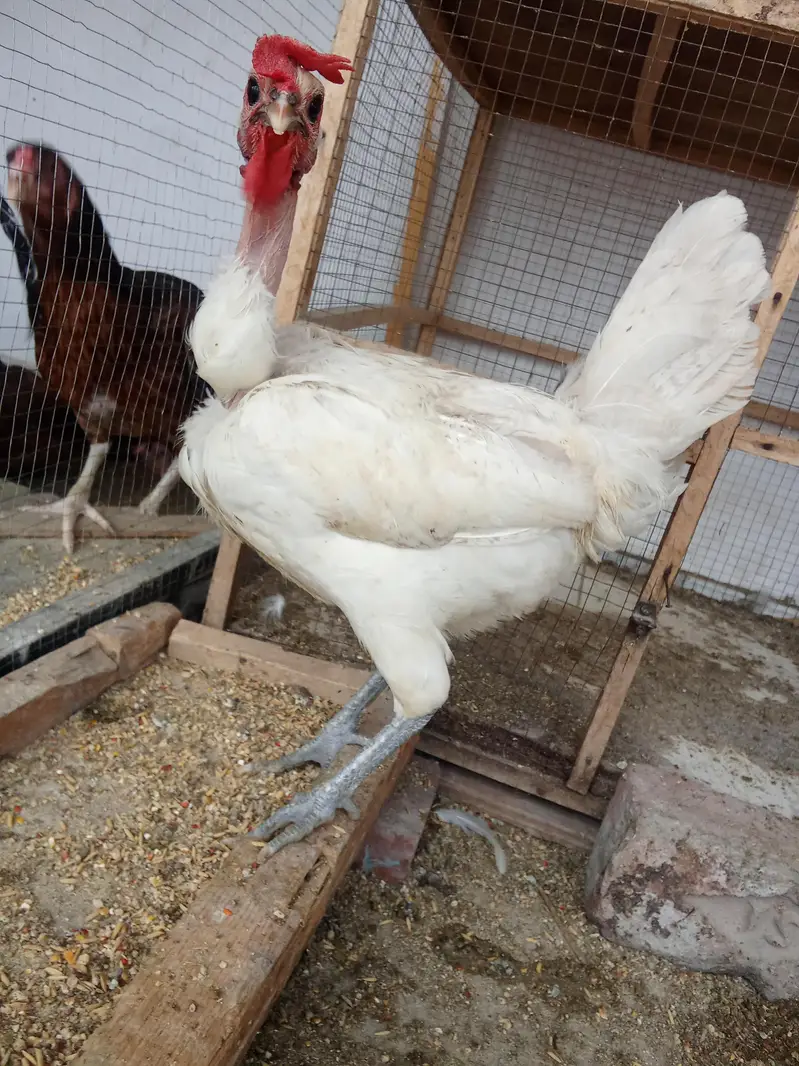 White Desi Murga Murgi for Sale — photo 4