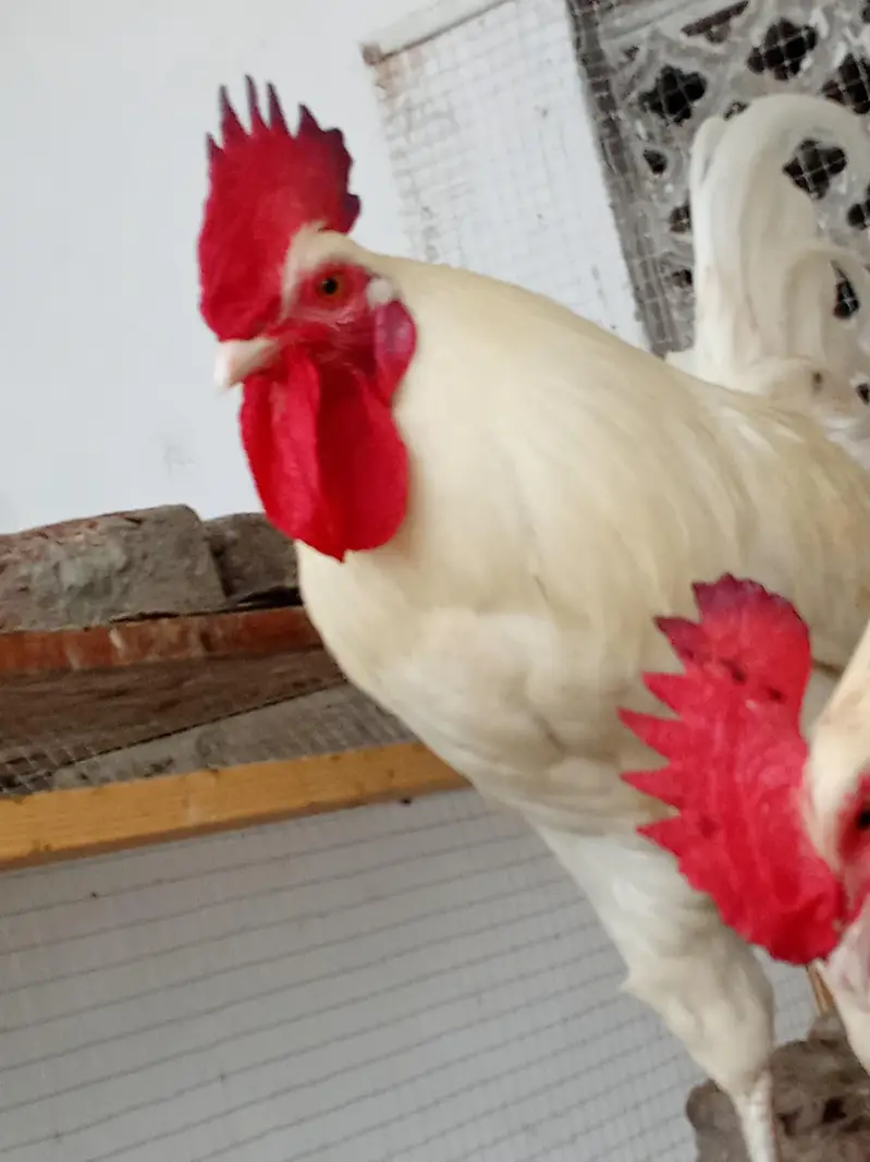 White Desi Murga Murgi for Sale — photo 5