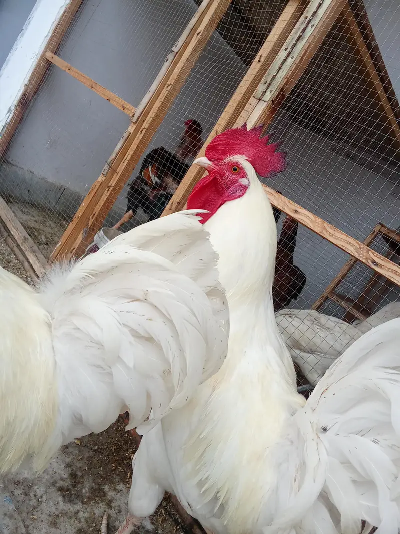 White Desi Murga Murgi for Sale — photo 6