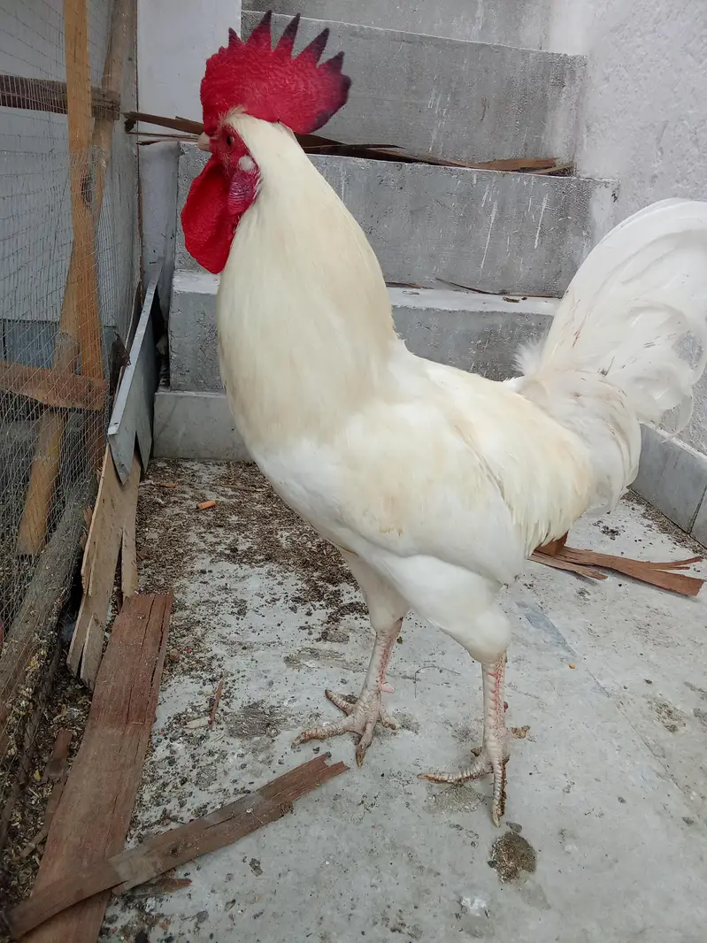 White Desi Murga Murgi for Sale — photo 7