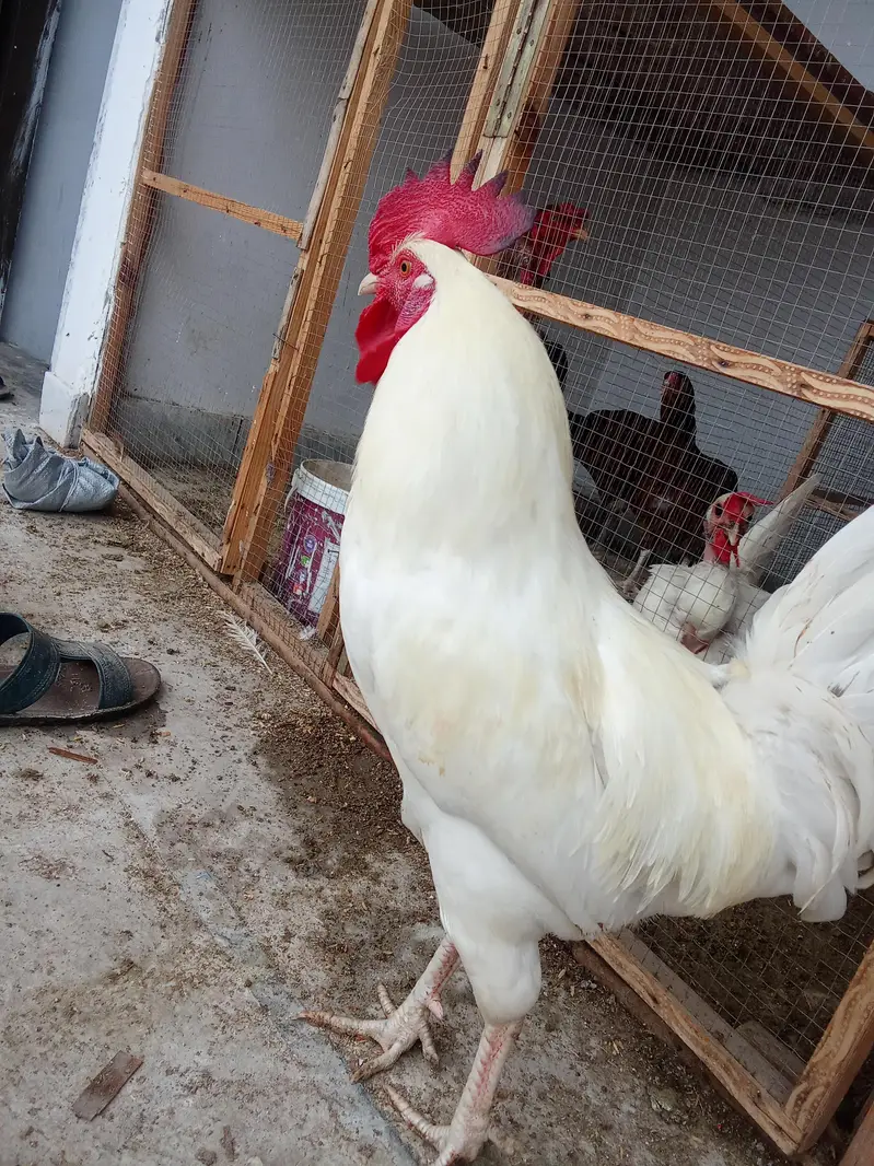 White Desi Murga Murgi for Sale — photo 8