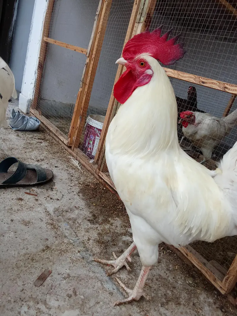 White Desi Murga Murgi for Sale — photo 9