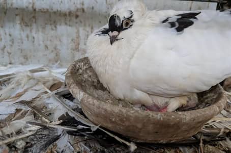 fancy English nun cross pair kabootar pigeon