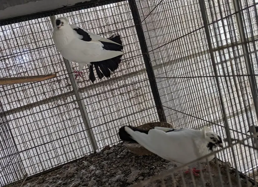 fancy English nun cross pair kabootar pigeon — photo 2