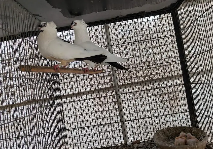 fancy English nun cross pair kabootar pigeon — photo 3
