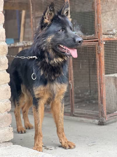 Garman shepherd black and brown colour