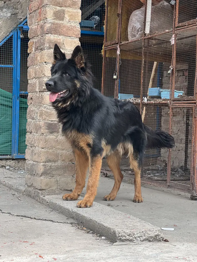 Garman shepherd black and brown colour — photo 2