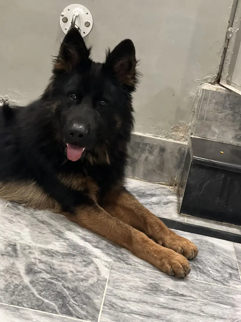Garman shepherd black and brown colour — photo 3