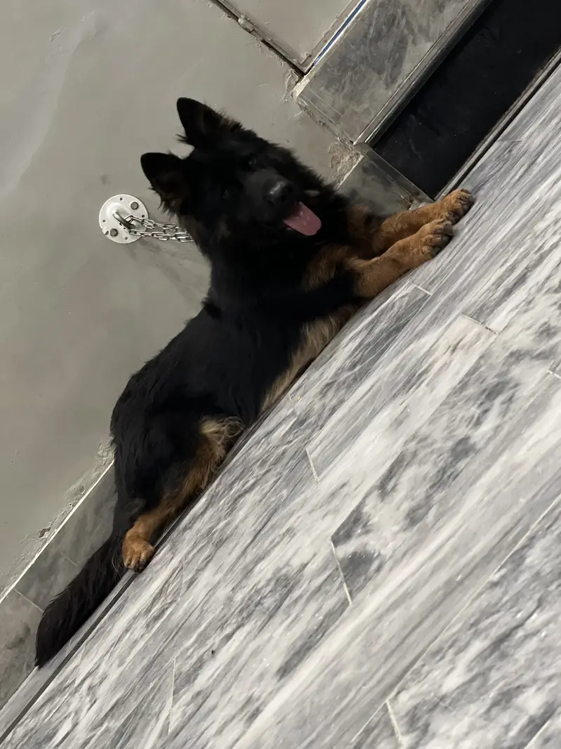 Garman shepherd black and brown colour — photo 4