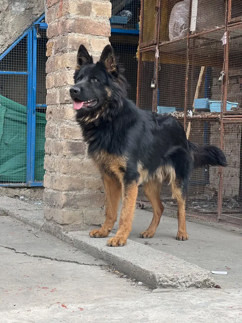 Garman shepherd black and brown colour — photo 5