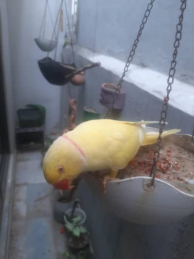 yellow ringneck